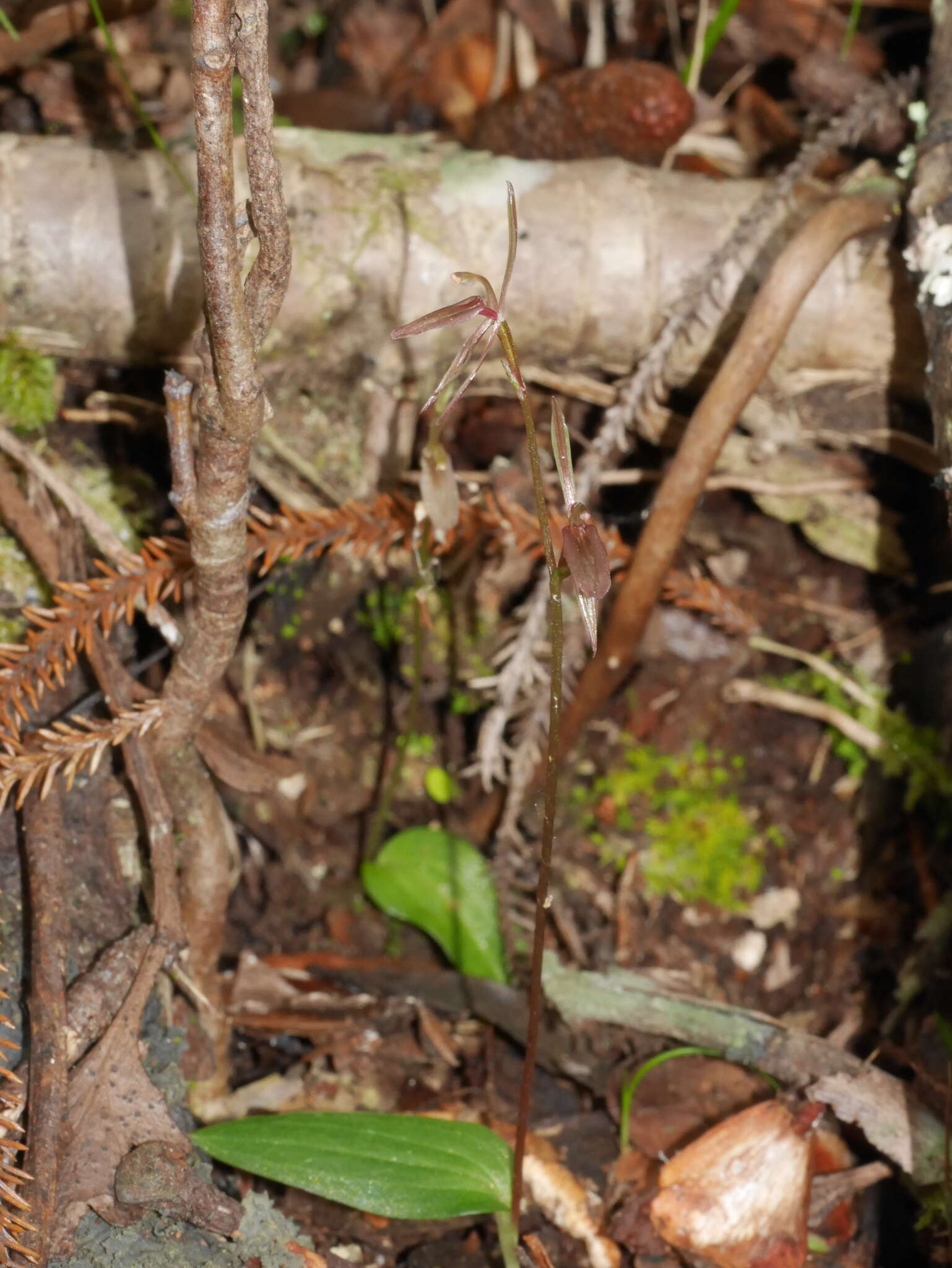 Sivun Cyrtostylis oblonga Hook. fil. kuva