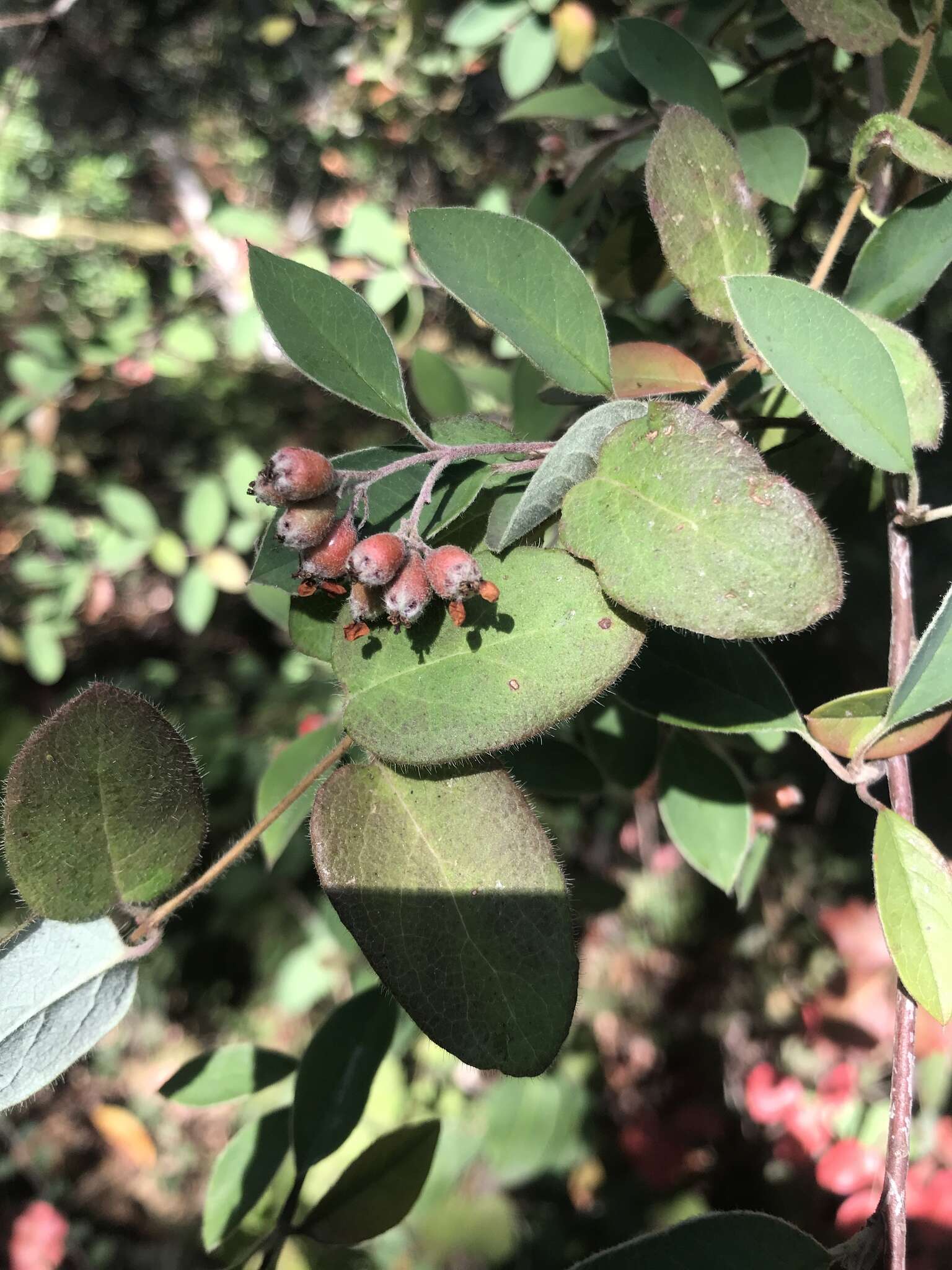 Sivun Cotoneaster pannosus Franch. kuva