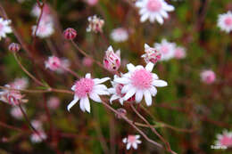 Imagem de Actinotus forsythii Maiden & Betche