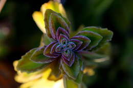 صورة <i>Coleus cylindraceus</i>