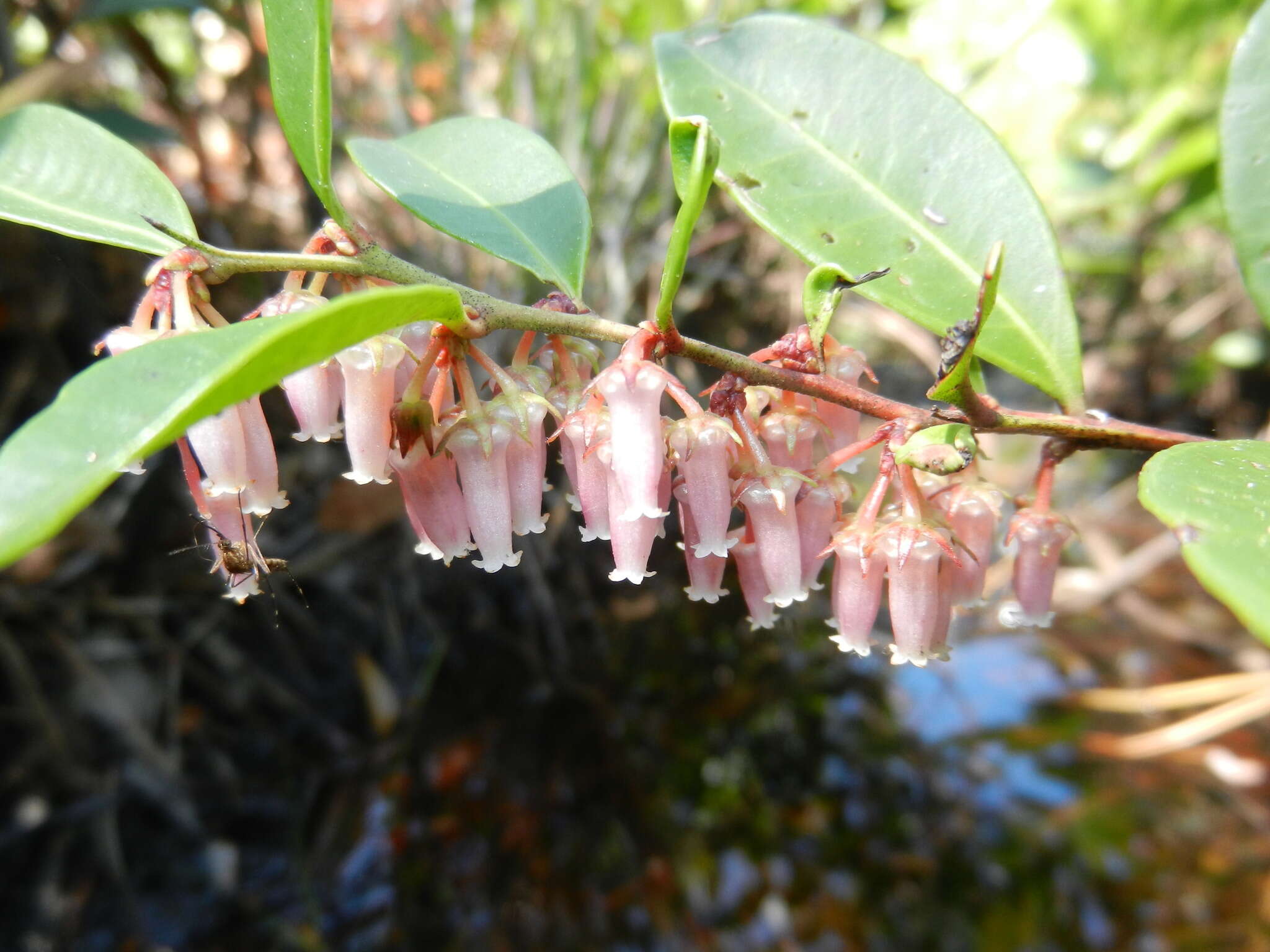 Lyonia lucida (Lam.) C. Koch resmi