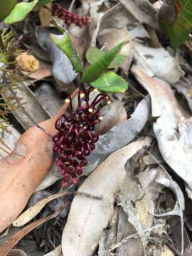 Image of Grevillea laurifolia Sieber ex Meissn.