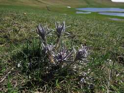 Cynoglossum magellense Ten.的圖片