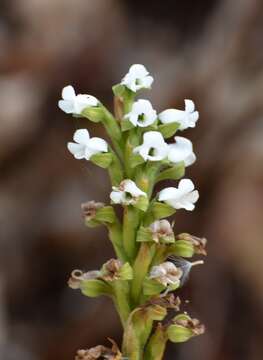 Image of Aulosepalum hemichrea (Lindl.) Garay