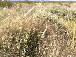 Image of Arizona cottontop