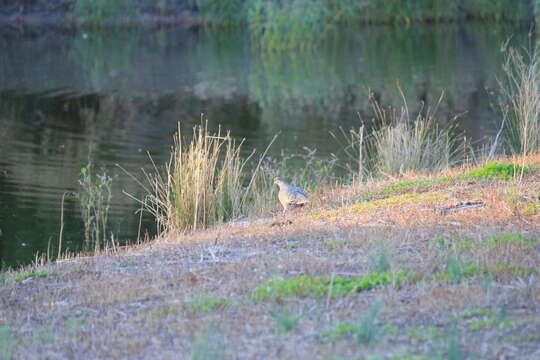 Image of Common Bronzewing