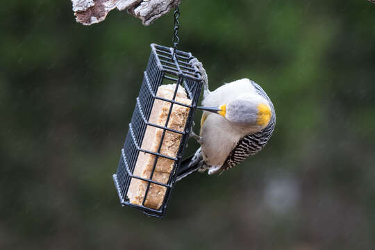 Image of Golden-fronted Woodpecker