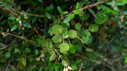 Image of Chenopodium allanii Aellen