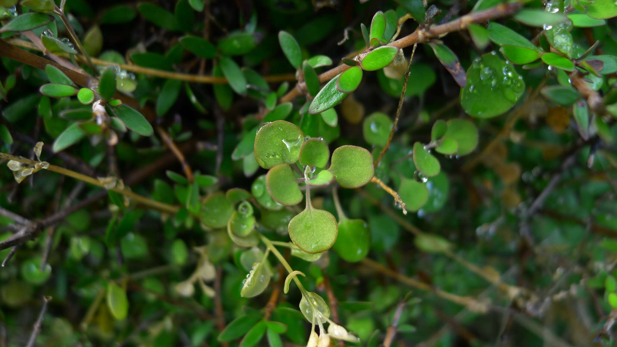 Image of Chenopodium allanii Aellen