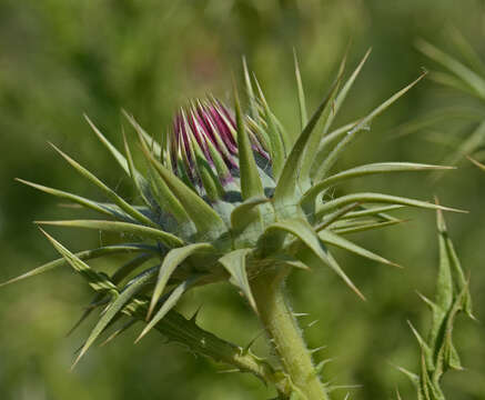 Image of bull cottonthistle