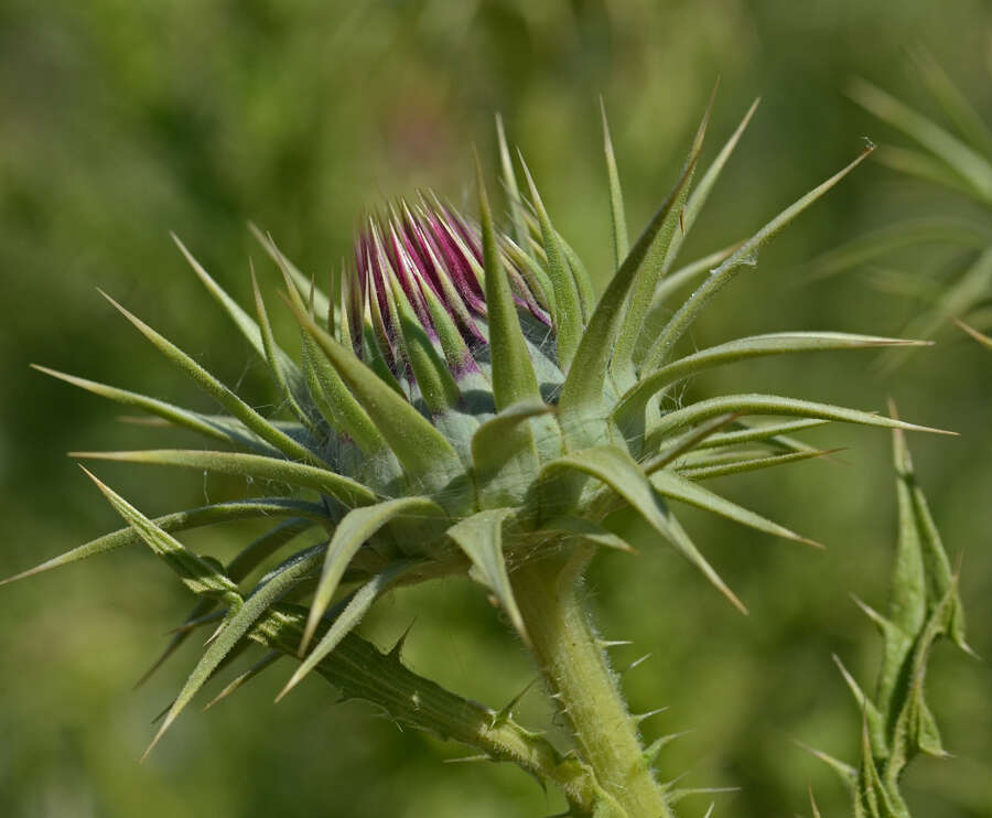 Onopordum tauricum Willd. resmi