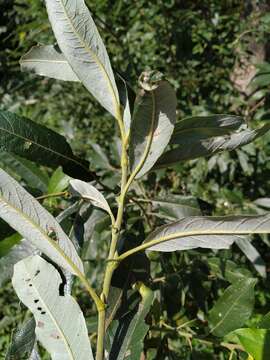 Image de Salix viminalis var. gmelinii (Pall.) Andersson