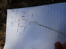 Image of Deschampsia media (Gouan) Roem. & Schult.