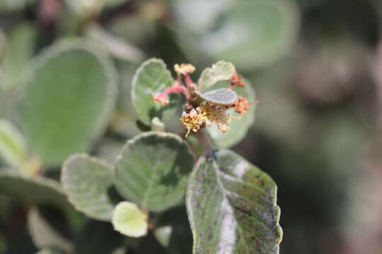 Imagem de Cercocarpus mojadensis Schneid.