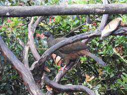 Image of Andean Guan