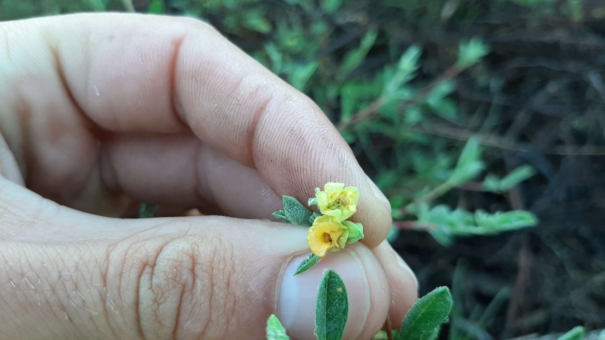 Image of Hermannia lavandulifolia L.