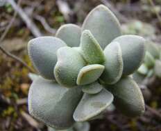 Image of Adromischus caryophyllaceus (Burm. fil.) Lem.