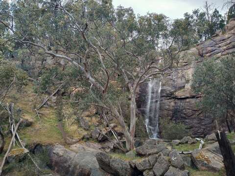 Image of Blakely's Red Gum