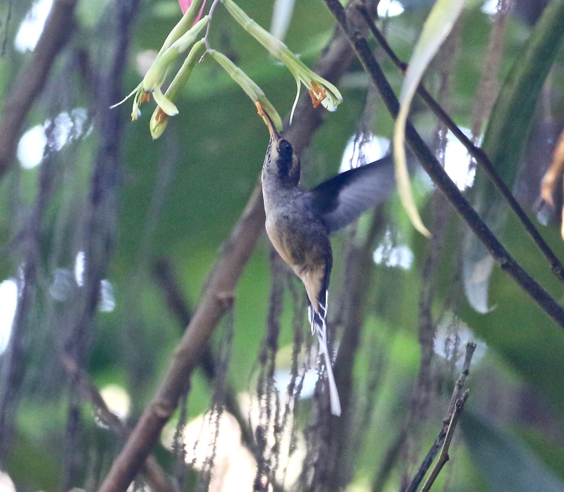 Image of Scale-throated Hermit