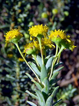 Image de Euryops lateriflorus (L. fil.) Less.