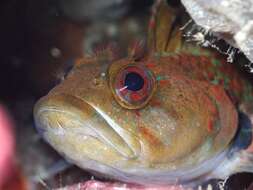 Gilloblennius abditus Hardy 1986 resmi