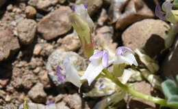 Image of <i>Astragalus <i>lentiginosus</i></i> var. lentiginosus