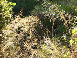 Image of smilograss