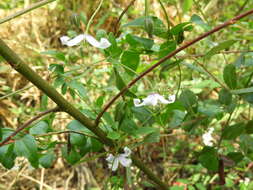 Image de Clematis viticella subsp. campaniflora (Brot.) O. Kuntze