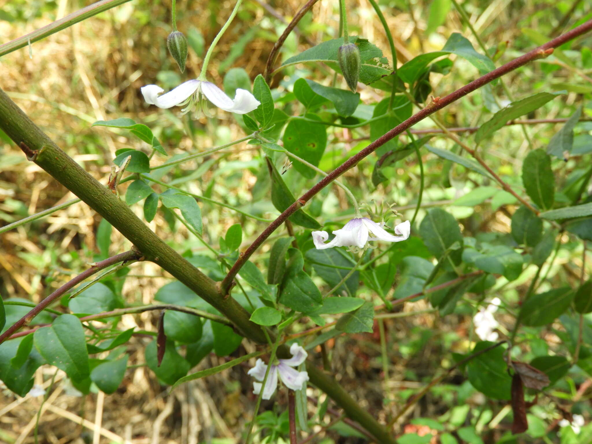 Image of bellflower clematis