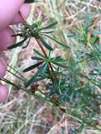 Image of Bedstraw St. John's-Wort