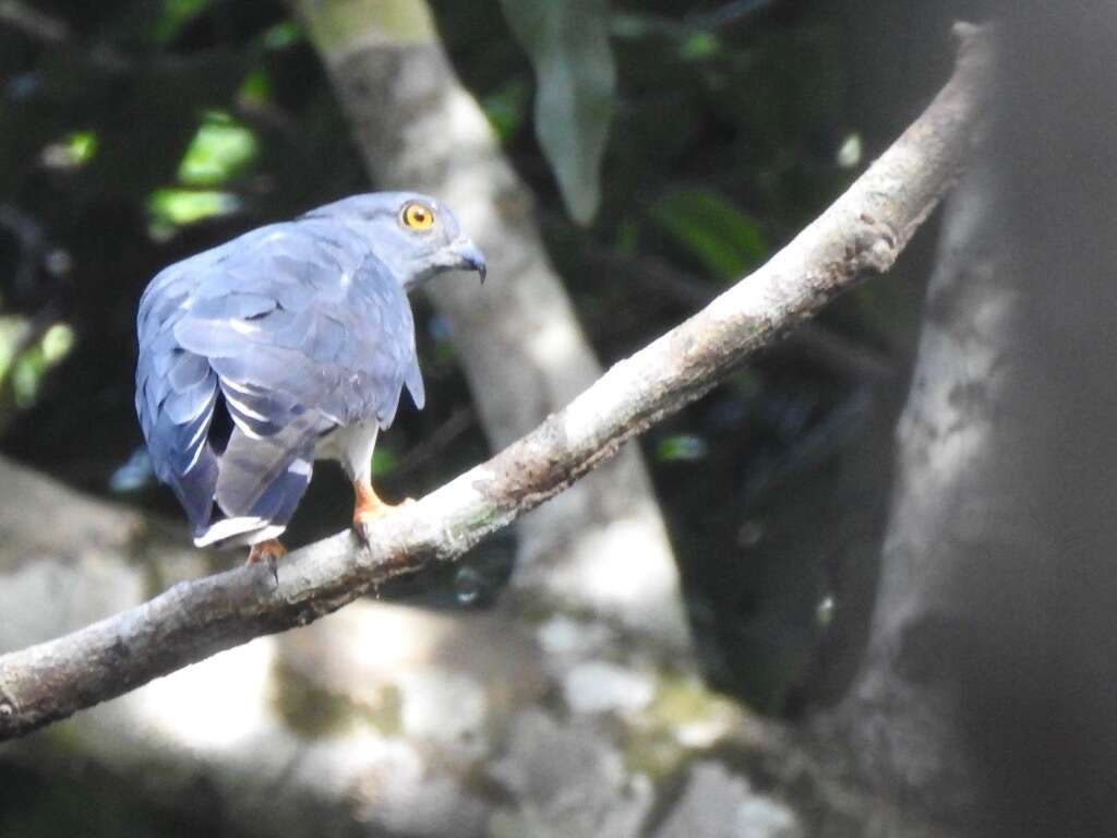 Image of African Cuckoo-Falcon