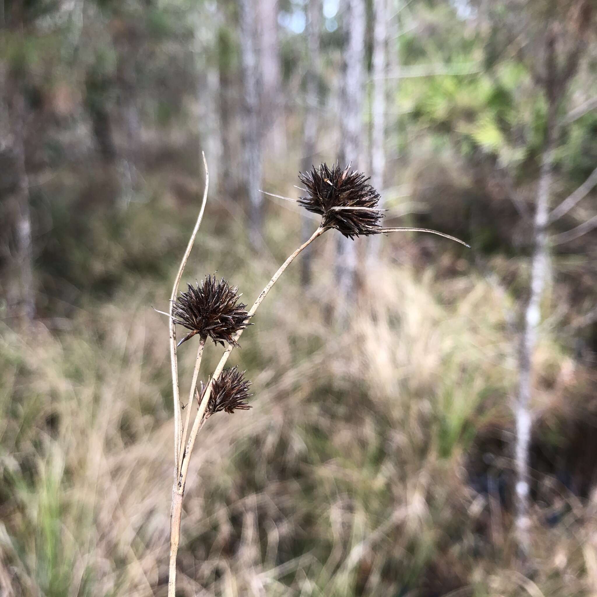 Image of Bunched Beak Sedge