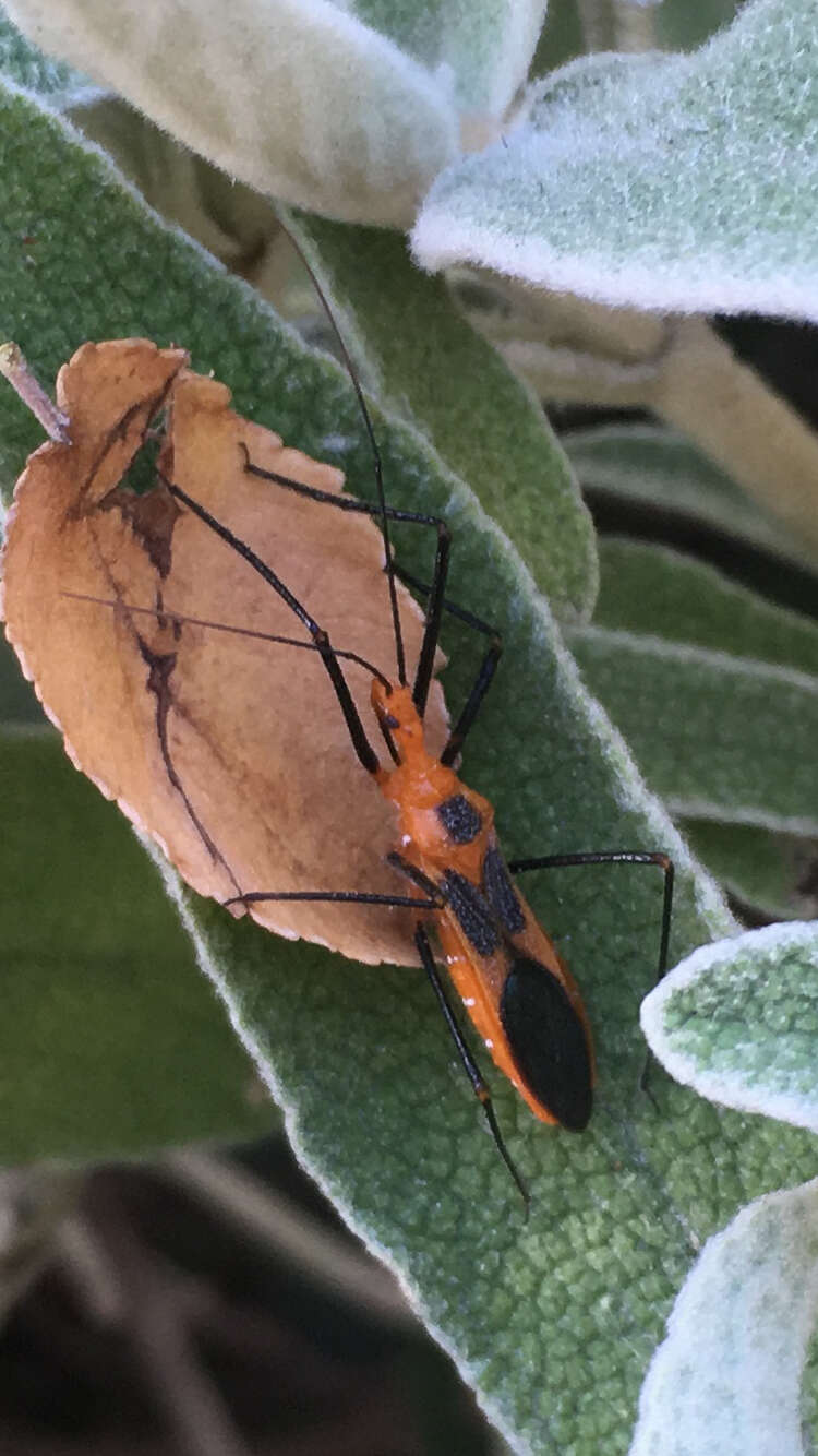 Image of Milkweed Assassin Bug