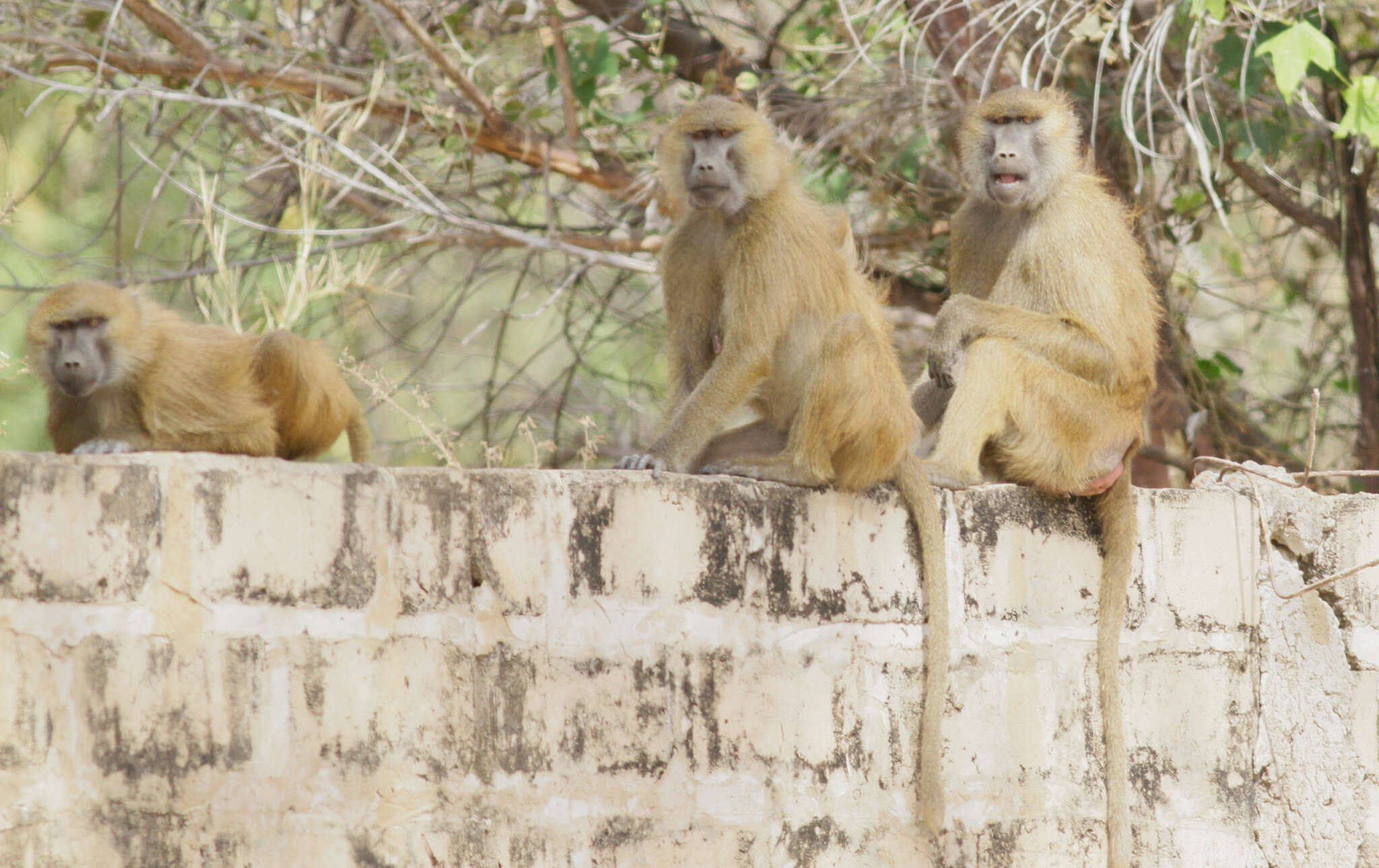 Image of Guinea Baboon