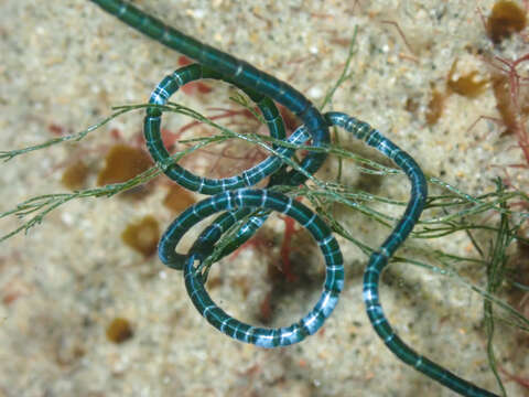 Image of Chaetomorpha spiralis