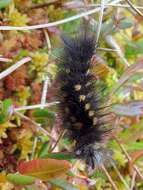 Image of Larch Tussock Moth