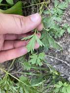 Image of Drummond's cinquefoil