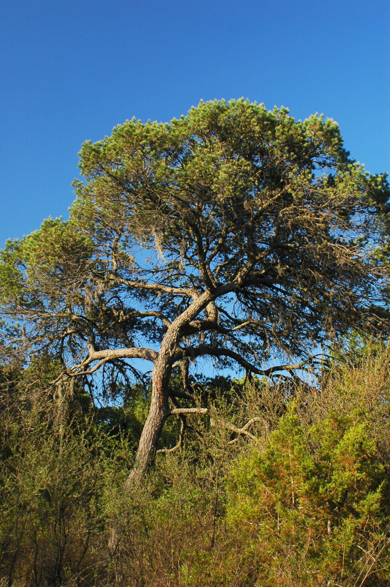 Pinus cembroides subsp. orizabensis D. K. Bailey resmi