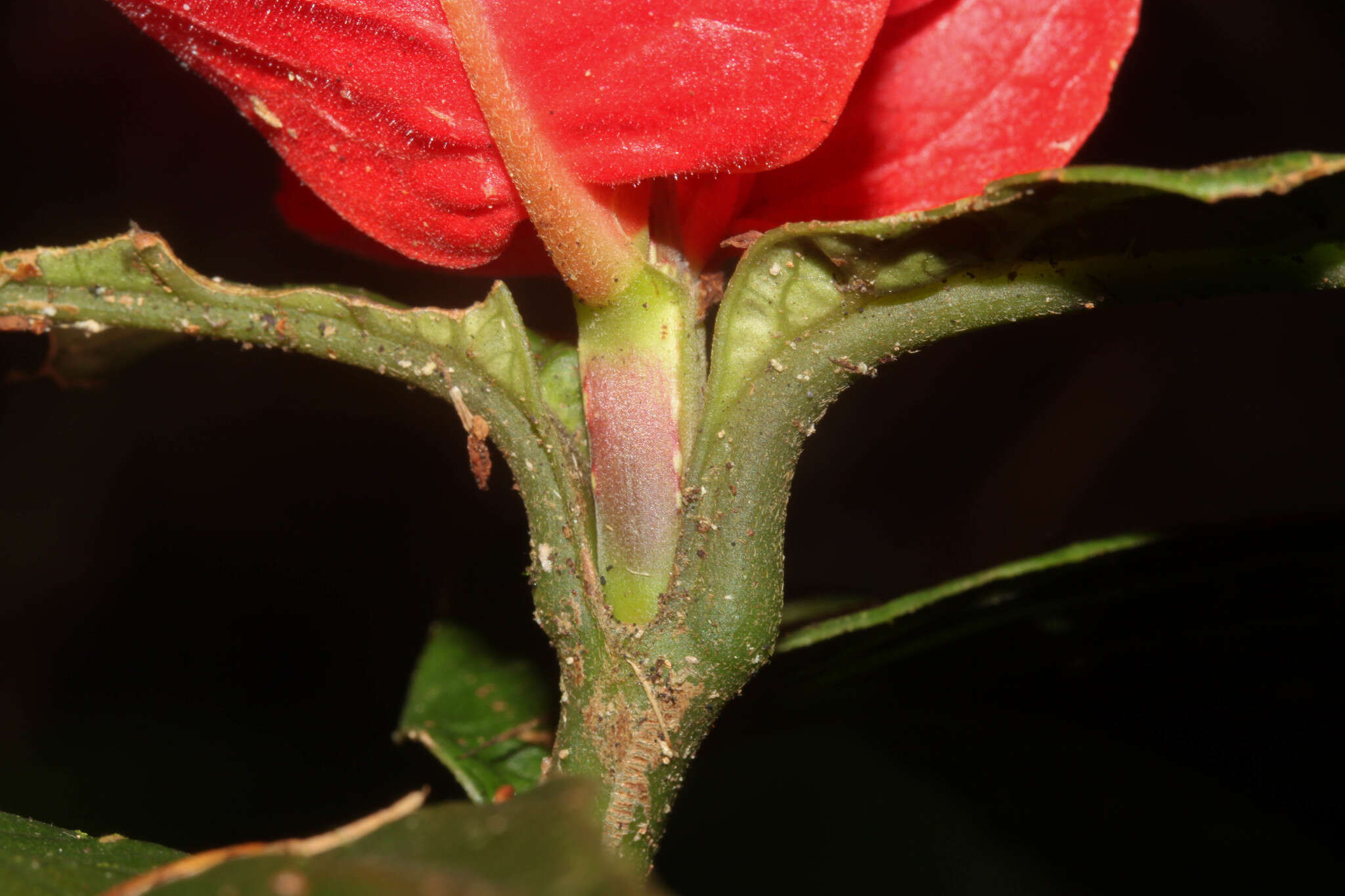 Image of Peruvian wild petunia