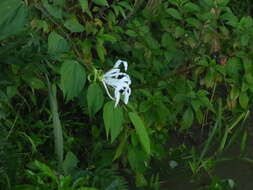 Image of Bauhinia tarapotensis Benth.