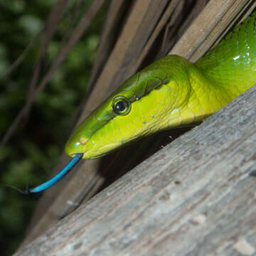 Plancia ëd Gonyosoma oxycephalum (F. Boie 1827)