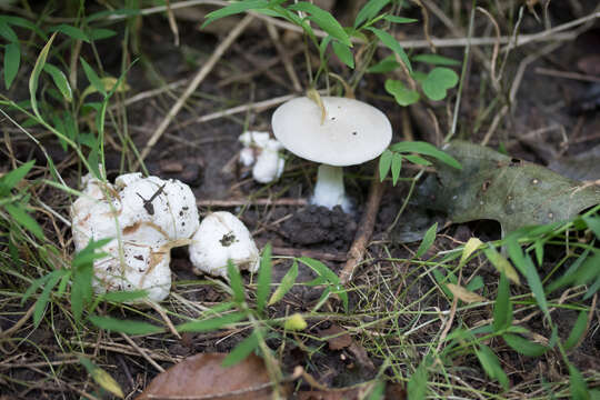 Image of Entoloma abortivum (Berk. & M. A. Curtis) Donk 1949