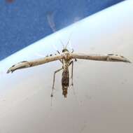 Image of Eupatorium Plume Moth