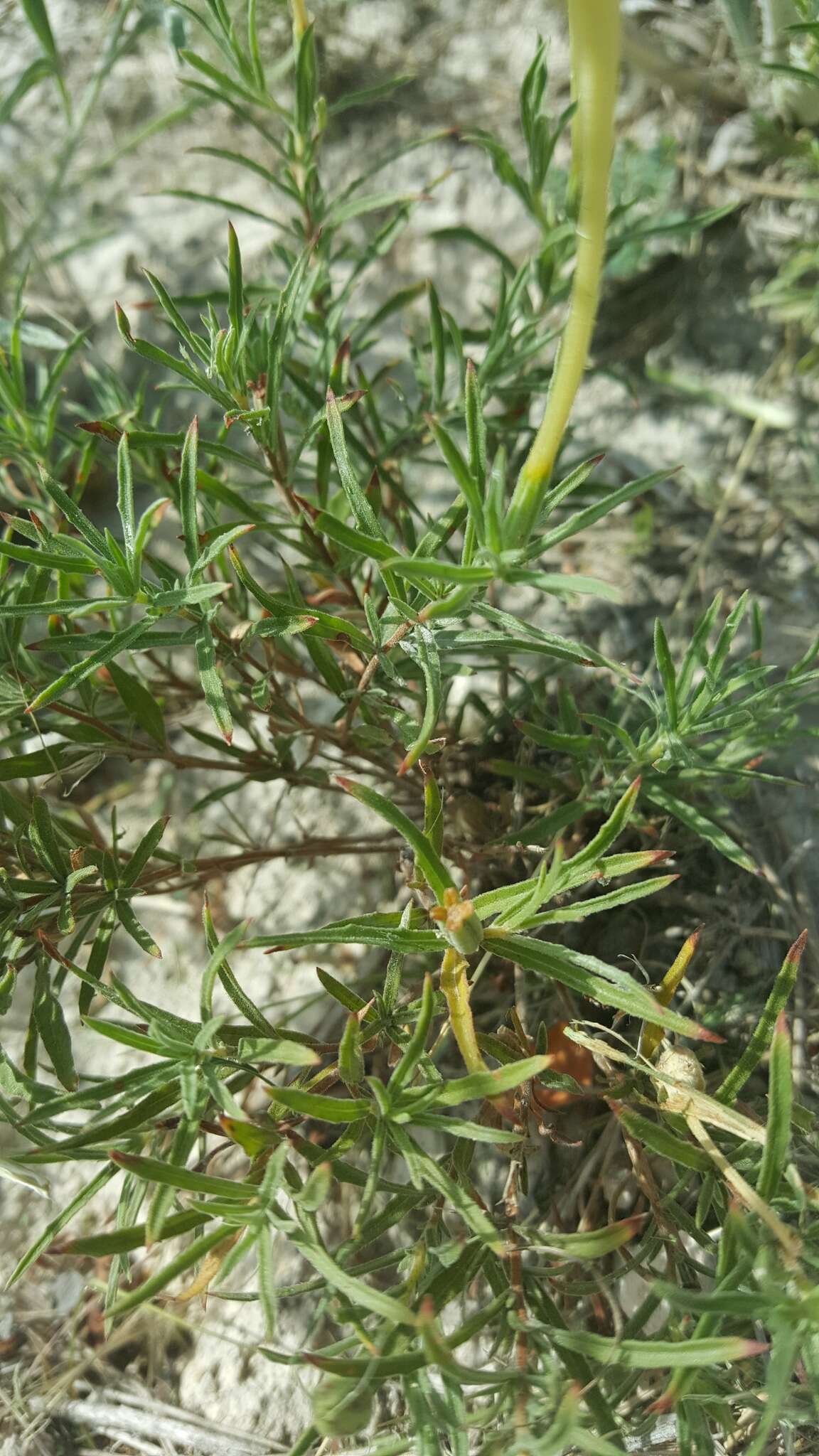 Imagem de Oenothera hartwegii Benth.