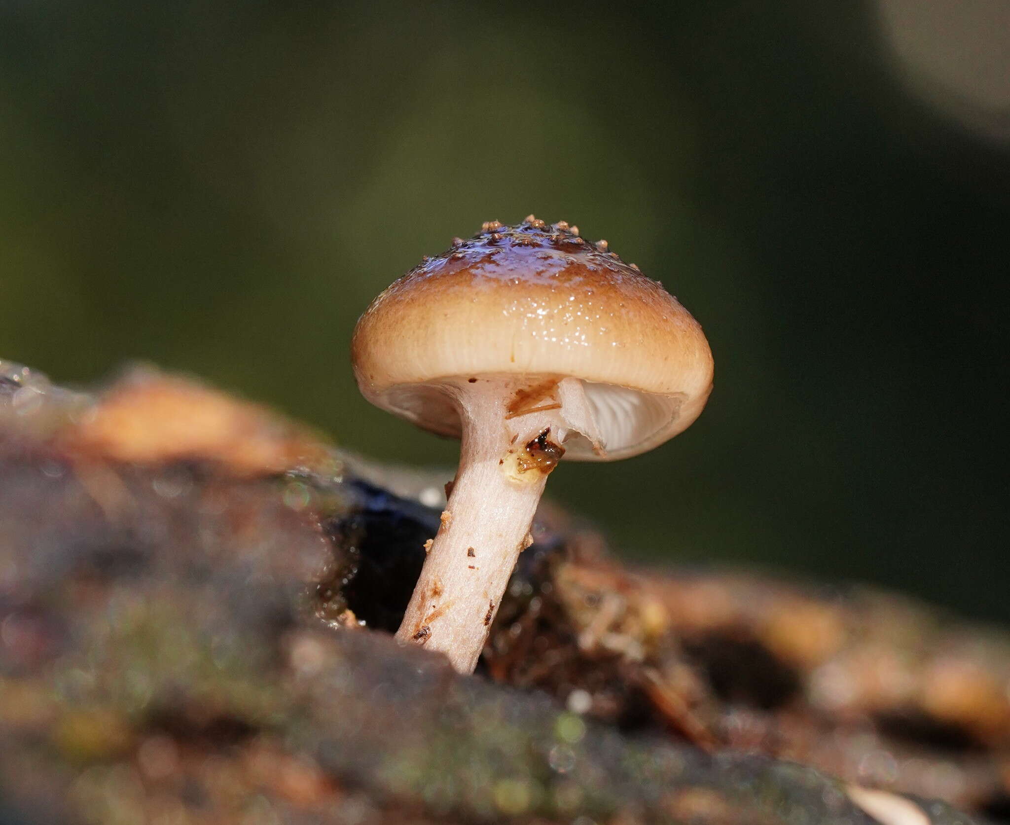 Image de Armillaria hinnulea Kile & Watling 1983