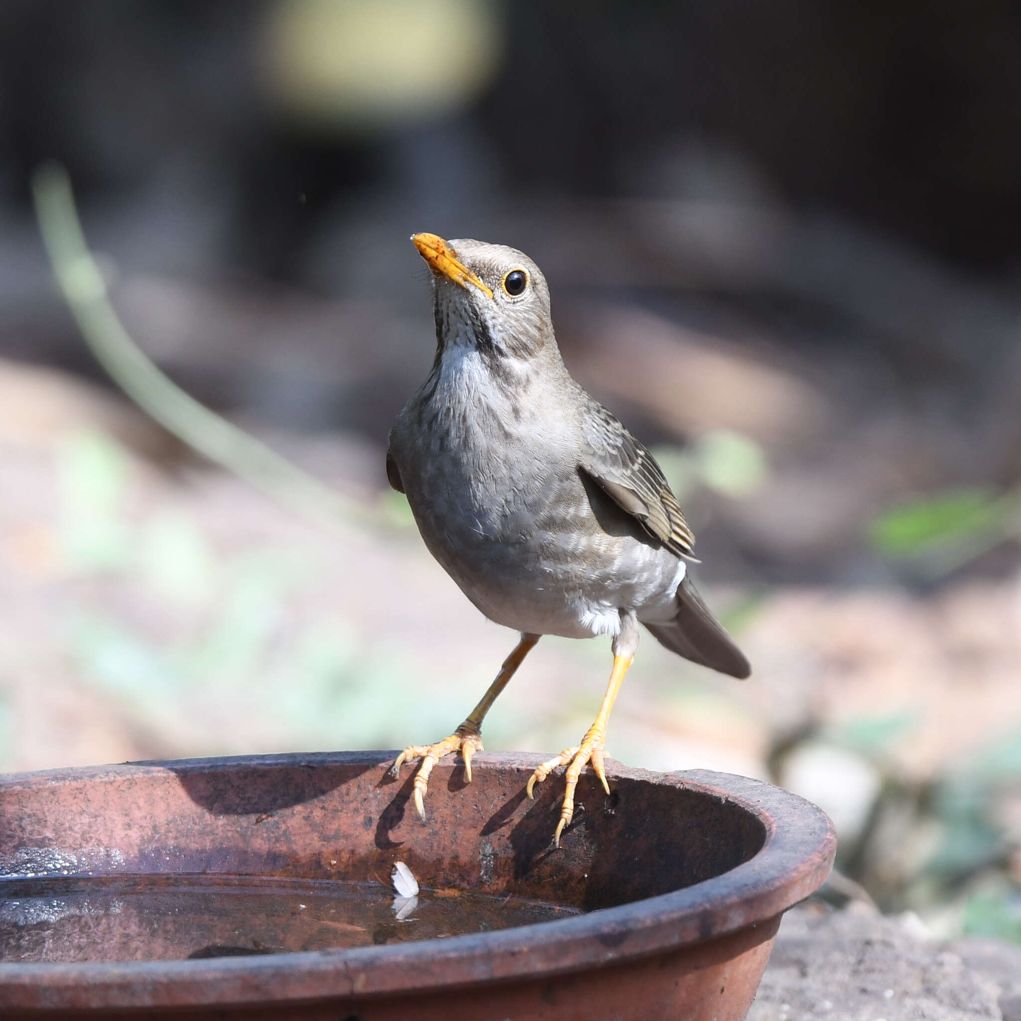 Image of Tickell's Thrush