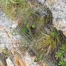 Image of giant airplant