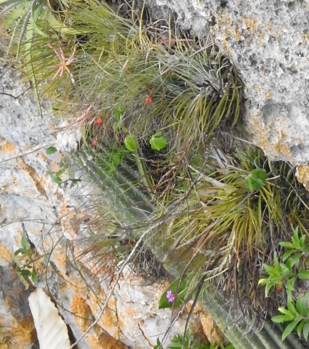 Image de Tillandsia fasciculata var. fasciculata