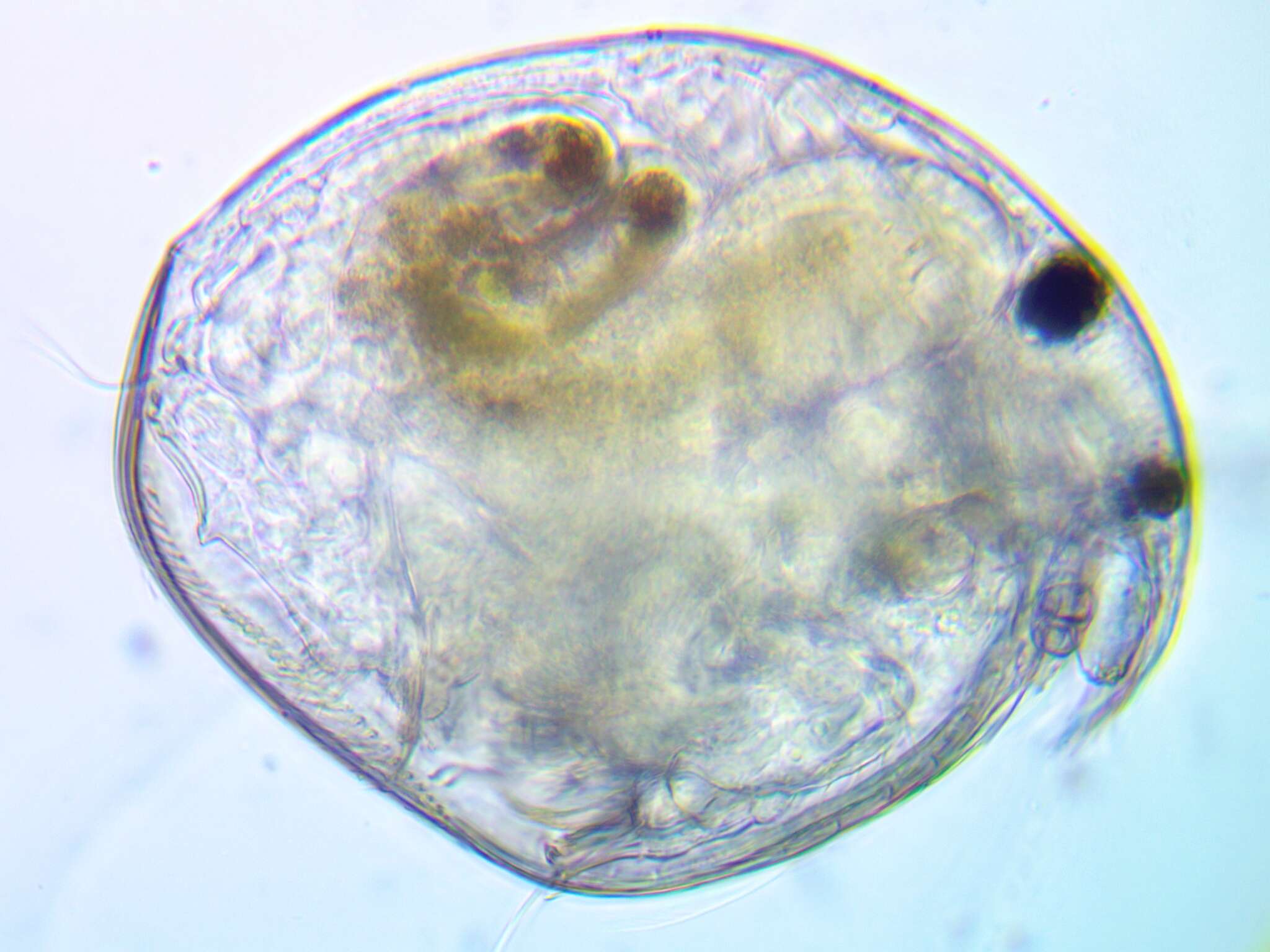 Image of Water flea