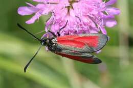 Plancia ëd Zygaena purpuralis Brünnich 1763